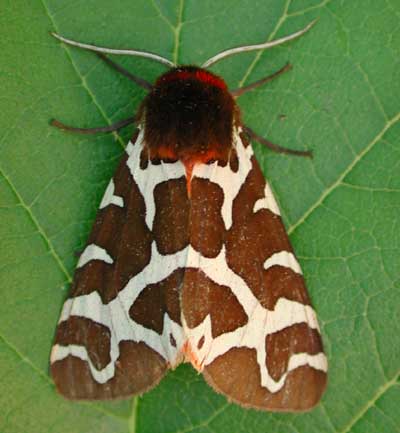 photos/wildlife/Invertebrate_Species/Butterflies/Tiger Moth/Garden Tiger 5.jpg